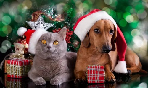 Holiday Gift Guide: Spoil Your Pets This Christmas with Woonona Petfoods - Woonona Petfoods