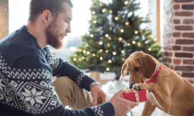 Holiday shopping for pets: Finding the perfect gift for your furry, feathered, and scaly friends - Woonona Petfoods