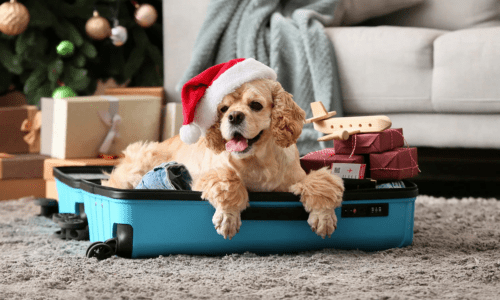 Holiday Travel Safety Tips for You and Your Pets - Woonona Petfoods