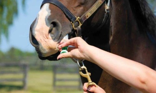 Horse worming guide - Woonona Petfood & Produce