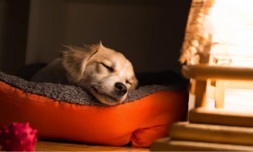 How Do I Get My New Puppy to Sleep? - Woonona Petfoods