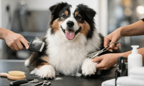 How Often Should I Groom My Dog? - Woonona Petfoods