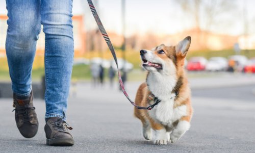 How Often Should I Walk My Dog? - Woonona Petfoods