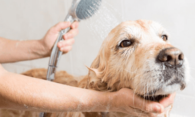 How Often Should You Bath Your Pet? - Woonona Petfoods