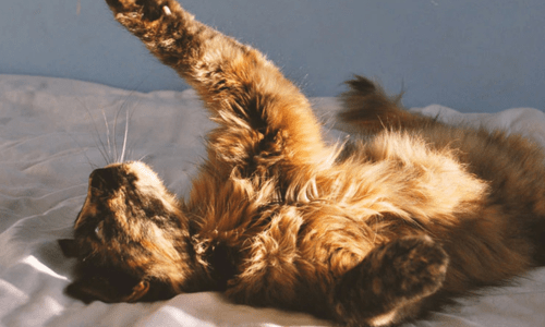 How Seasonal Changes Affect Your Pet’s Diet - Woonona Petfoods