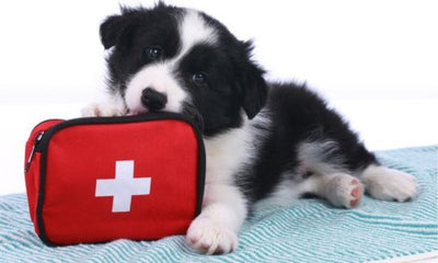 How to build a First Aid Kit for your pet - Woonona Petfood & Produce