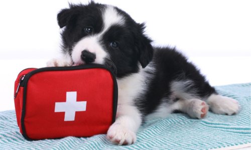How to build a First Aid Kit for your pet - Woonona Petfoods