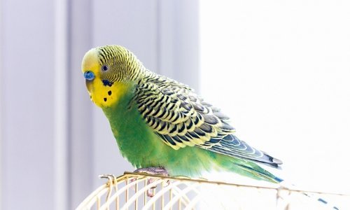 How to care for a bird - Woonona Petfoods