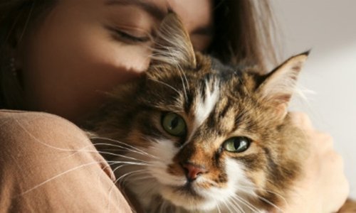 How to care for a cat - Woonona Petfoods