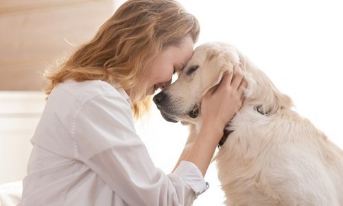 How to care for a dog - Woonona Petfoods
