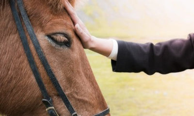 How to care for a horse - Woonona Petfood & Produce