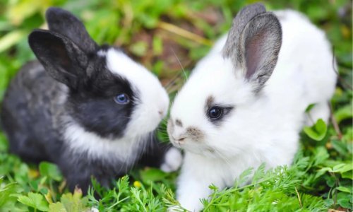 How To Care For A Rabbit - Woonona Petfoods