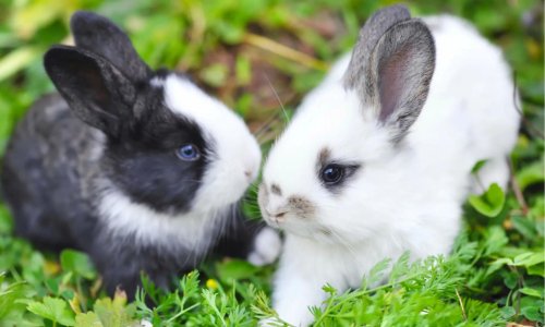 How To Care For A Rabbit - Woonona Petfood & Produce