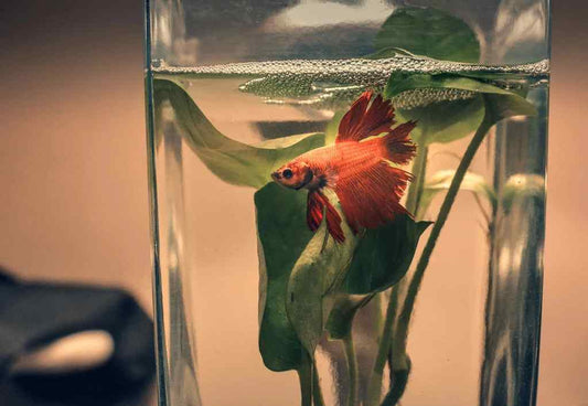 How to care for a Siamese Fighting Fish - Woonona Petfoods