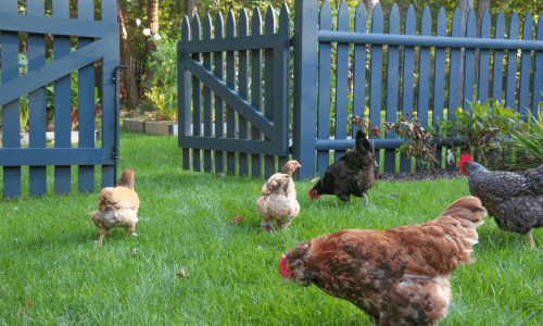How To Care For Chickens: A Complete Guide - Woonona Petfoods