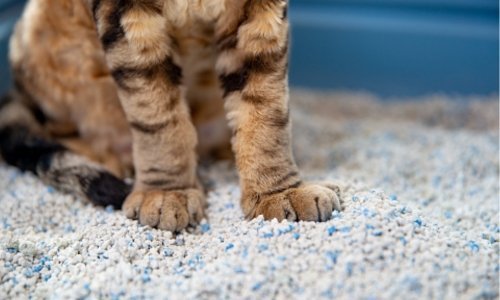 How to choose a cat litter - Woonona Petfoods