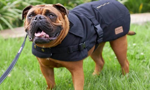 How to choose a dog coat - Woonona Petfoods