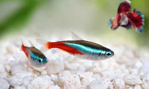 How to Choose Tank Mates That Won’t Fight or Eat Each Other - Woonona Petfoods