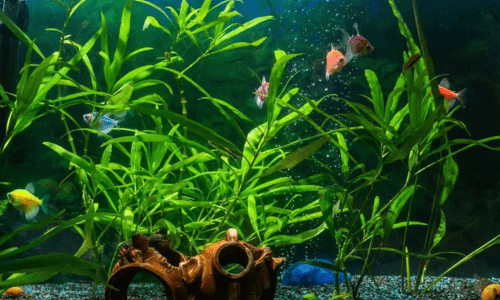 How to Choose the Best Food for Your Fish - Woonona Petfoods