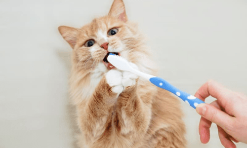 How to Clean Your Cat’s Teeth: A Complete Guide to Feline Dental Care - Woonona Petfoods