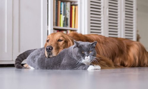 How to Find the Perfect Pet Sitter for Your Furry Friend - Woonona Petfoods