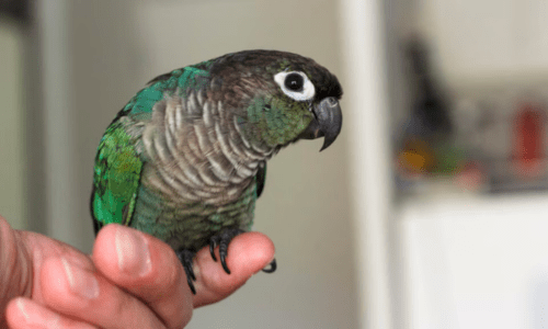 How to Get Your Bird to Talk: Simple Training Tips That Actually Work - Woonona Petfoods