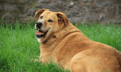 How to Help Overweight Pets: A Complete Guide for Healthier, Happier Lives - Woonona Petfoods