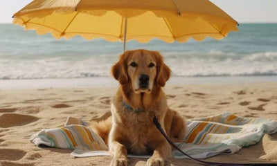 How to Help Your Pet Beat the Heat: Summer Survival Guide - Woonona Petfood & Produce