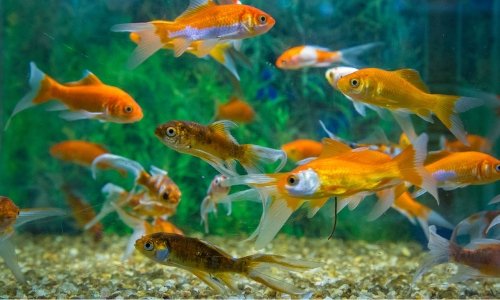 How to keep a healthy aquarium – Woonona Petfood & Produce