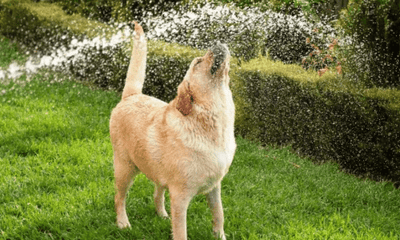 How to Keep Senior Pets Comfortable Through Summer - Woonona Petfoods