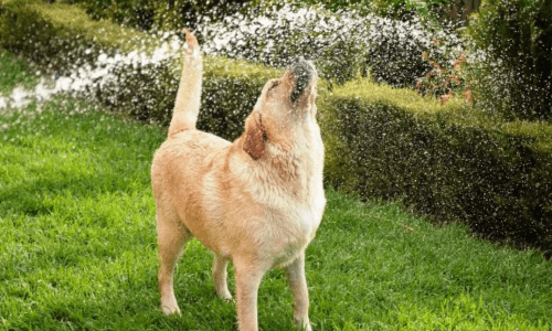 How to Keep Senior Pets Comfortable Through Summer - Woonona Petfoods