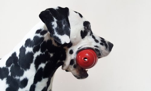 How to Keep Your Dog Busy While Working From Home - Woonona Petfoods