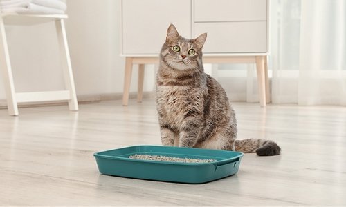 How to litter train your kitten - Woonona Petfoods