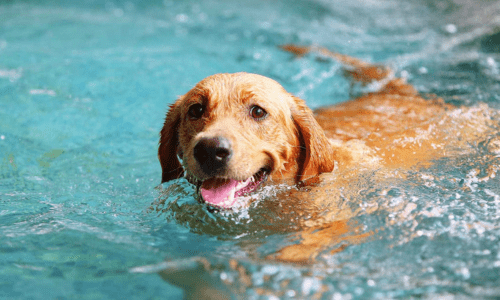 How to Make Summer Fun and Safe for Your Pets - Woonona Petfoods