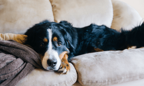 How to Prepare Your Pets for New Year’s Eve Fireworks - Woonona Petfoods