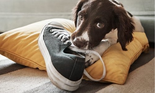How To Puppy-Proof Your Home - Woonona Petfoods