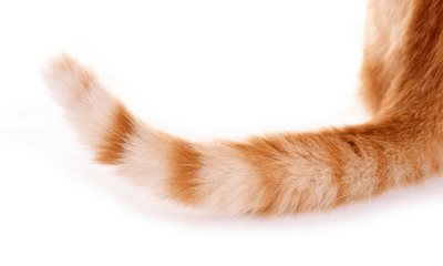 How to Read Your Cat’s Tail Language - Woonona Petfoods
