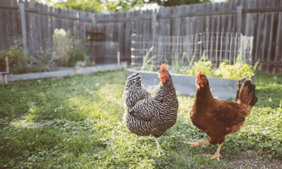 How to Save Money Keeping Chickens - Woonona Petfood & Produce