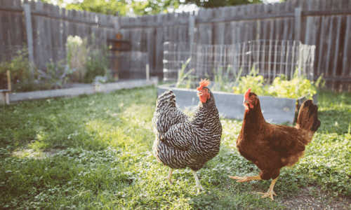 How to Save Money Keeping Chickens - Woonona Petfoods