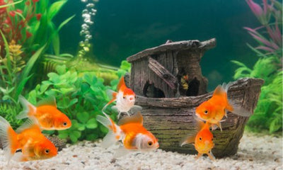 How to Set Up the Perfect Fish Tank: A Step-by-Step Guide - Woonona Petfood & Produce