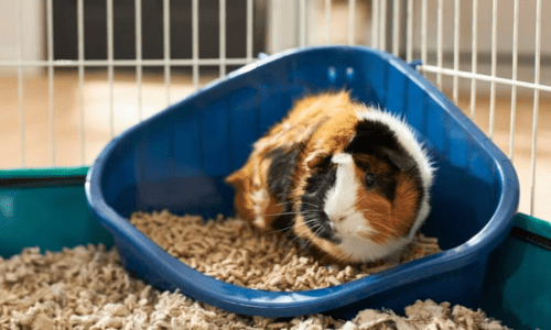 How to Set Up the Perfect Guinea Pig Cage - Woonona Petfoods