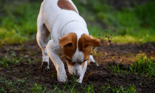 How to Stop a Dog from Digging – A Complete Guide - Woonona Petfoods