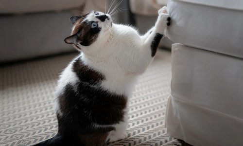How to Stop Cats from Scratching Furniture! - Woonona Petfoods