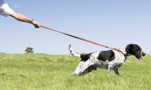 How to Stop Your Dog Pulling on the Lead - Woonona Petfoods