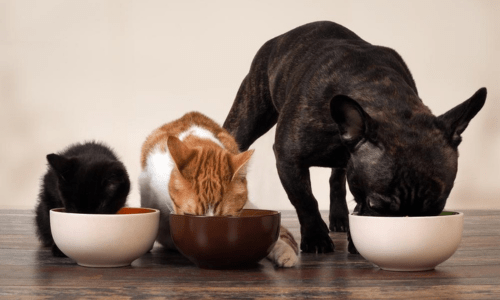 How to Support Your Pet’s Gut Health for a Happier, Healthier Life - Woonona Petfoods