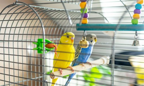 How to Teach Your Bird to Talk: Top Tips for Chatty Companions! - Woonona Petfoods