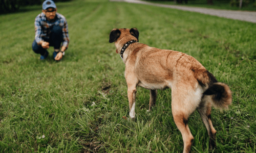 How to Teach Your Dog to Come When Called - Woonona Petfoods