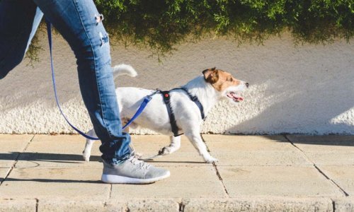 How to teach your dog to walk on a lead - Woonona Petfoods