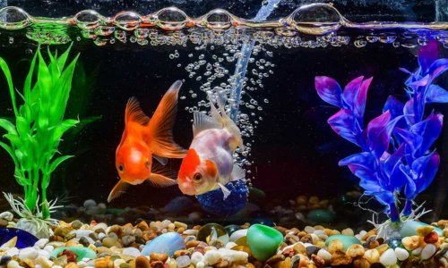 How to Tell if Your Tank Water is Healthy - Woonona Petfoods