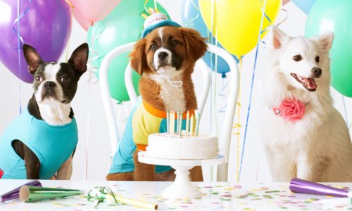 How to Throw Your Dog a Birthday Party - Woonona Petfoods